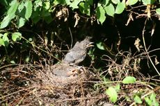 Amsel-9-Tag-8.jpg